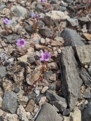 Phacelia pulchella gooddingii