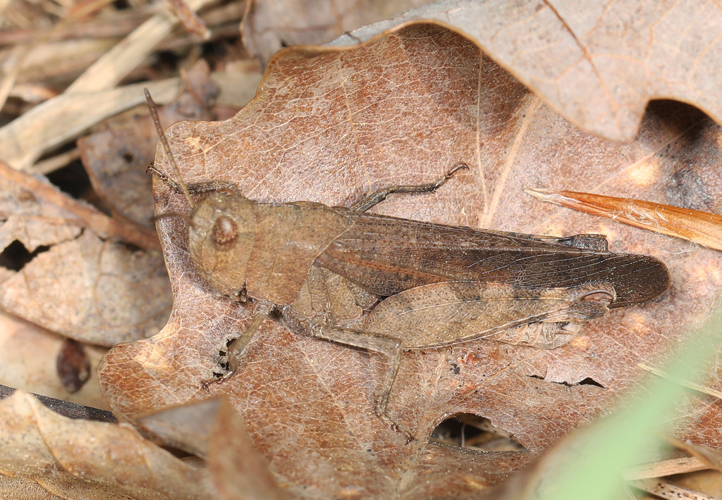 Sulphur-winged Grasshopper