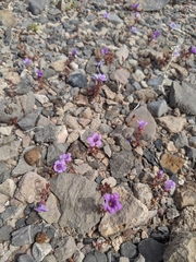 Phacelia pulchella gooddingii