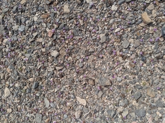 Phacelia pulchella gooddingii