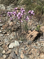 Arabis aculeolata