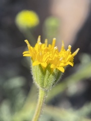 Chaenactis nevii