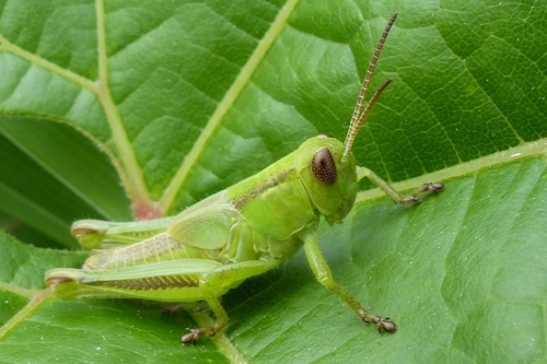Two-striped Grasshopper, photo 4 of 9