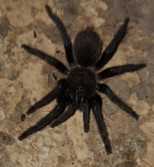 Tliltocatl epicureanus