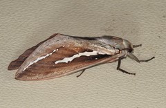 Abantiades labyrinthicus