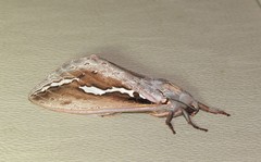 Abantiades labyrinthicus