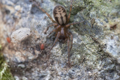 Callobius pictus