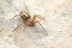 Callobius pictus