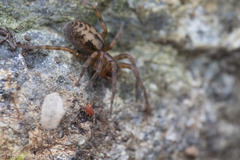 Callobius pictus