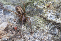 Callobius pictus