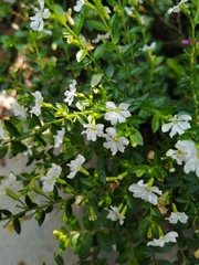Cuphea hyssopifolia