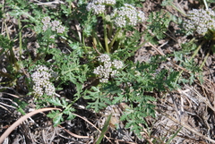 Cymopterus glomeratus