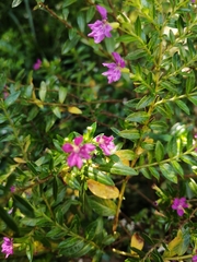 Cuphea hyssopifolia