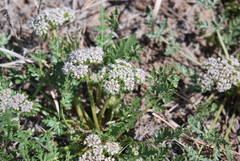 Cymopterus glomeratus