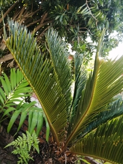 Cycas revoluta