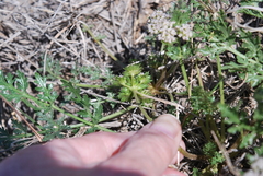 Cymopterus glomeratus