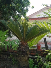 Cycas revoluta