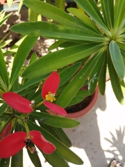 Euphorbia atropurpurea