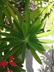 Euphorbia atropurpurea