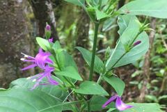 Hypoestes floribunda