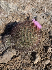 Pediocactus nigrispinus