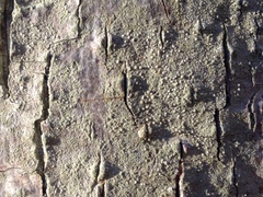 Scoliciosporum pensylvanicum