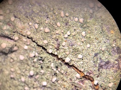 Scoliciosporum pensylvanicum