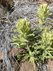 Castilleja xanthotricha