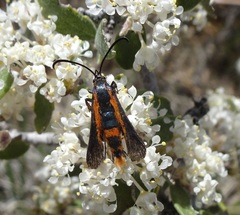 Synanthedon polygoni