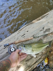 Micropterus henshalli