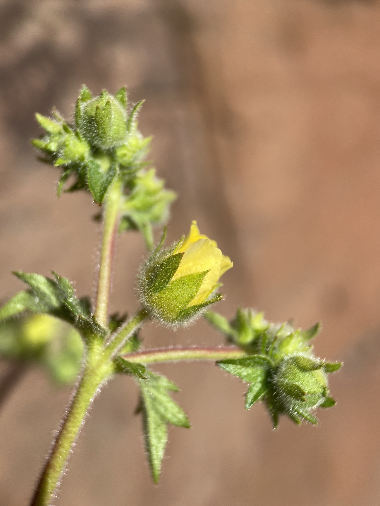 Drymocallis campanulata