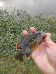 Lepomis cyanellus