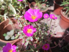 Portulaca grandiflora