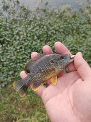 Lepomis cyanellus