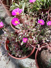Portulaca grandiflora