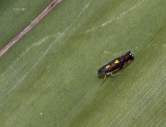 Diedrocephala