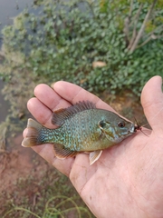 Lepomis megalotis × cyanellus
