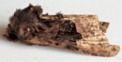 Euplexia benesimilis