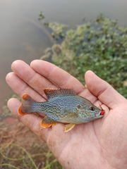 Lepomis megalotis × cyanellus