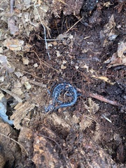 Plethodon glutinosus