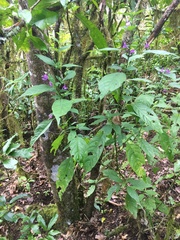 Hypoestes floribunda