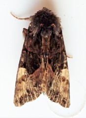 Euplexia benesimilis