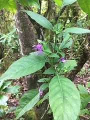 Hypoestes floribunda