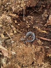 Plethodon glutinosus