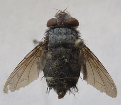 Tachinidae