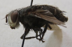 Tachinidae