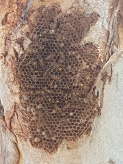 Ropalidia socialistica