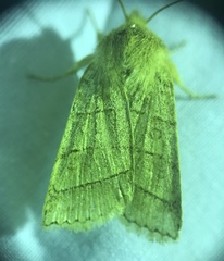 Pyreferra citrombra