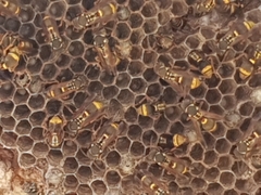 Ropalidia socialistica