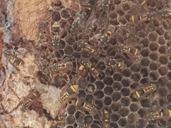 Ropalidia socialistica